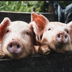 10 animaux de ferme adaptés aux éleveurs amateurs