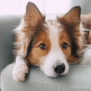 5 conseils pour toi et ton animal pour éviter le blues du Blue Monday !