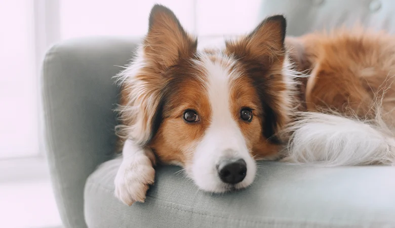 5 conseils pour toi et ton animal pour éviter le blues du Blue Monday !