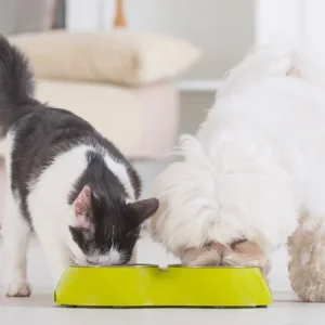5 façons amusantes d’utiliser l’alimentation humide