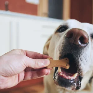 9 types de friandises pour chiens | Quelle friandise choisir pour votre chien ?