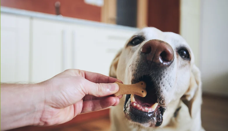 9 types de friandises pour chiens | Quelle friandise choisir pour votre chien ?