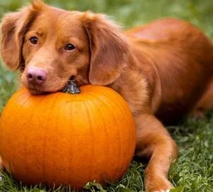 A faire et à ne pas faire à l'occasion d'Halloween