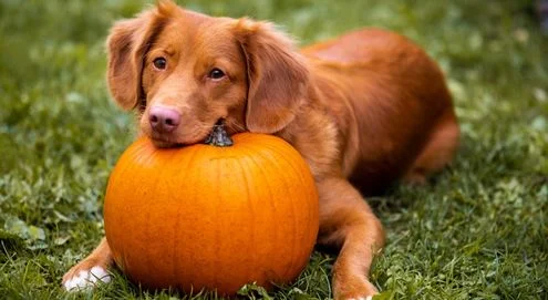 A faire et à ne pas faire à l'occasion d'Halloween