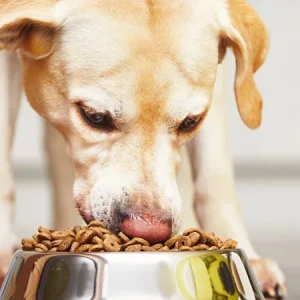 À l’aide, mon chien engloutit sa nourriture !