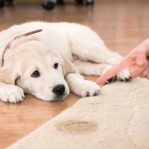 A l'aide ! Mon chien fait pipi dans la maison. Que faire ?