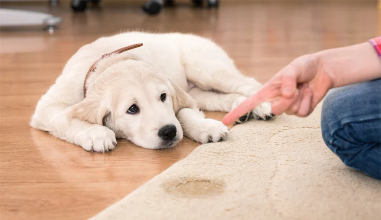 A l'aide ! Mon chien fait pipi dans la maison. Que faire ?