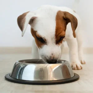 À quelle fréquence donner à manger à un chien ?