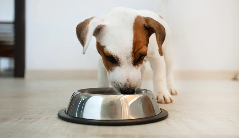 À quelle fréquence donner à manger à un chien ?