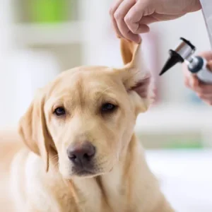 Acariens de l'oreille chez le chien