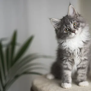 Acheter un chaton