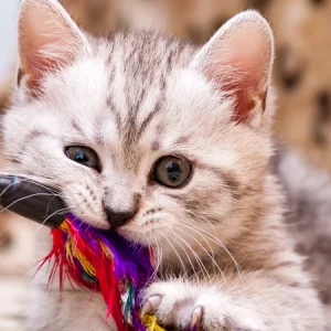Activités d’intérieur avec votre chat : gardez