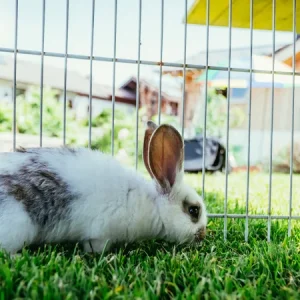 Adopter un lapin