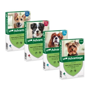 Advantage Chien