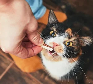 Aidez-moi ! Comment donner un complément alimentaire à mon chat ?