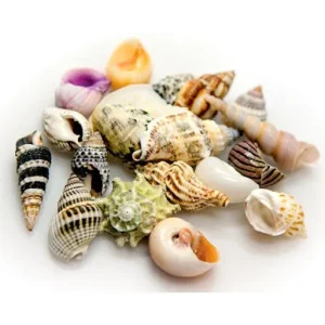 Akuastabil Grandes pièces de coquille marine 10 pièces – France