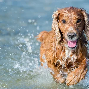 Algues bleues chez les chiens : comment les reconnaître et que faire ?