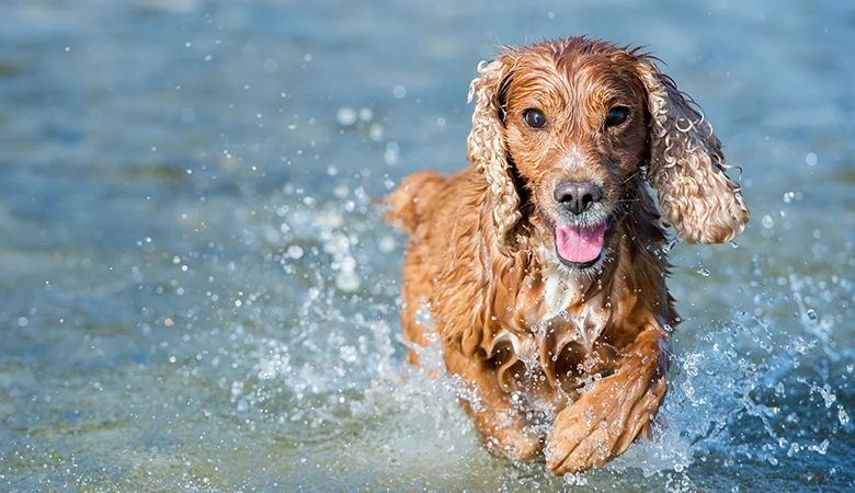 Algues bleues chez les chiens : comment les reconnaître et que faire ?