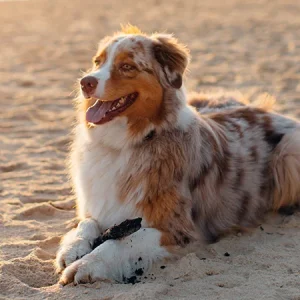 Alimentation pour animaux Acana : Qualité, santé et responsabilité