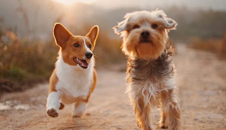 Alimentation pour chien en cas d’arthrose