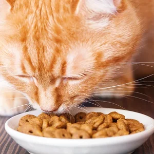 Alimentation pour un chat senior