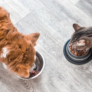Alimentation sans gluten, sans céréales et sans blé | Animaux de compagnie