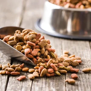 Alimentation végétarienne pour les chats