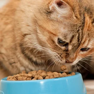 Allergie alimentaire chez le chat