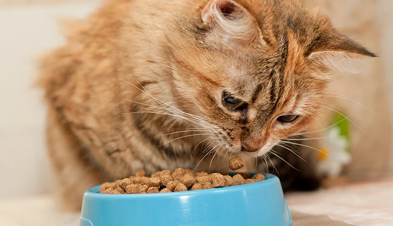 Mon chat sent sa nourriture mais ne mange pas