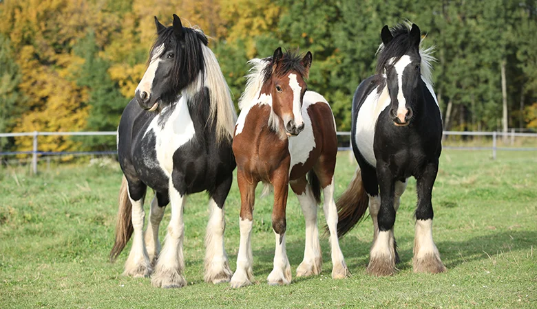 Allergies chez les chevaux : reconnaître les symptômes et agir efficacement