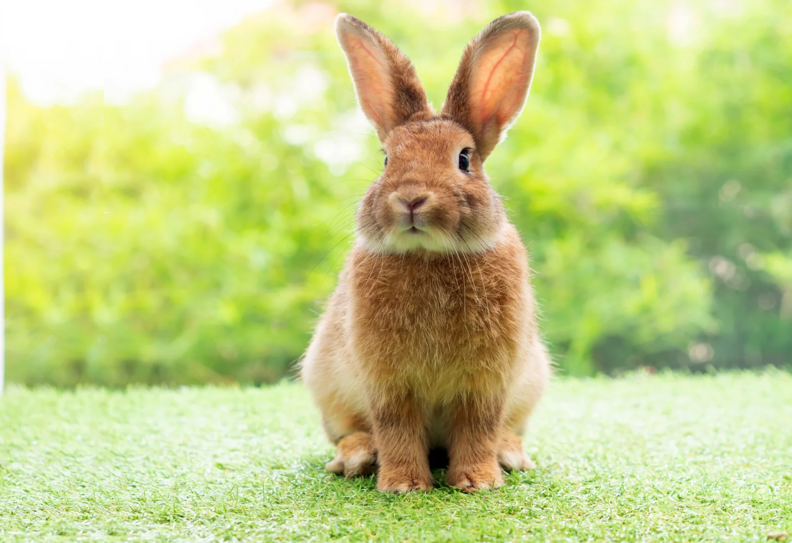 Apprendre la propreté aux lapins