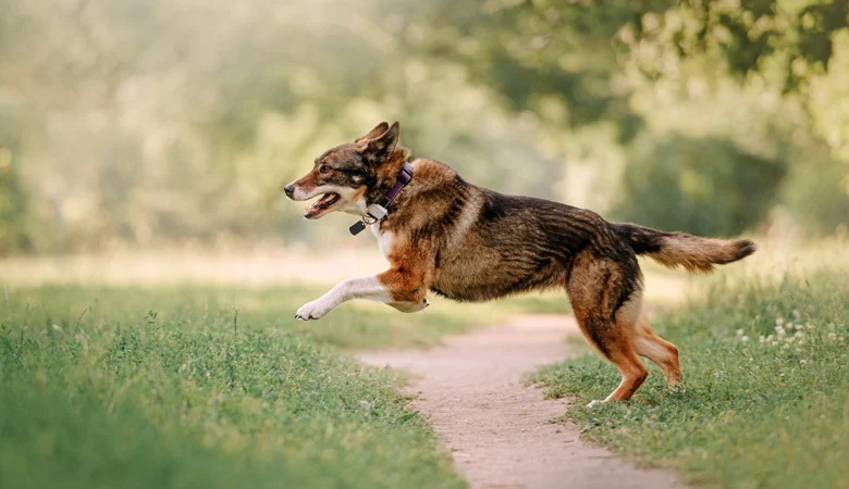 AU SECOURS ! Mon chien mange des crottes