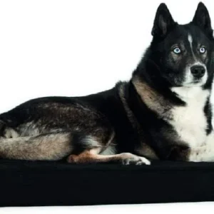 Back On Track Matelas pour chien 60 cm x 70 cm