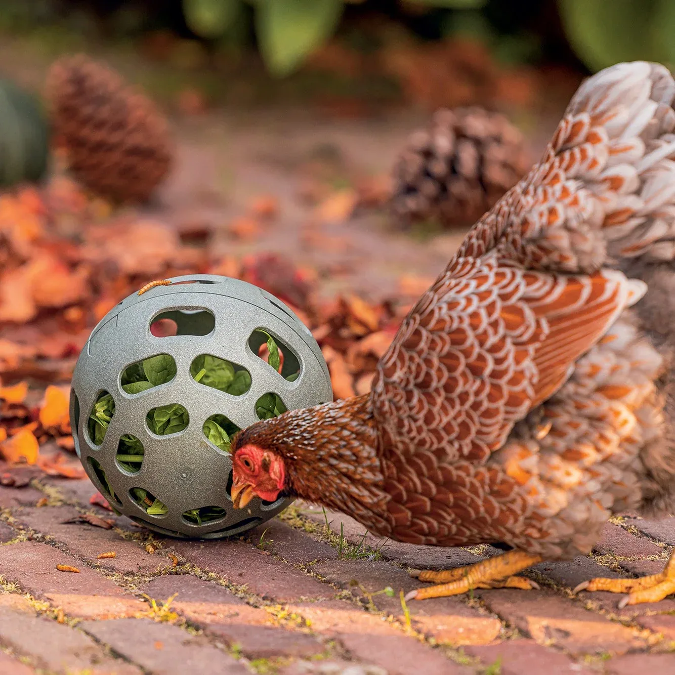 Balle distributrice poules - Image 2