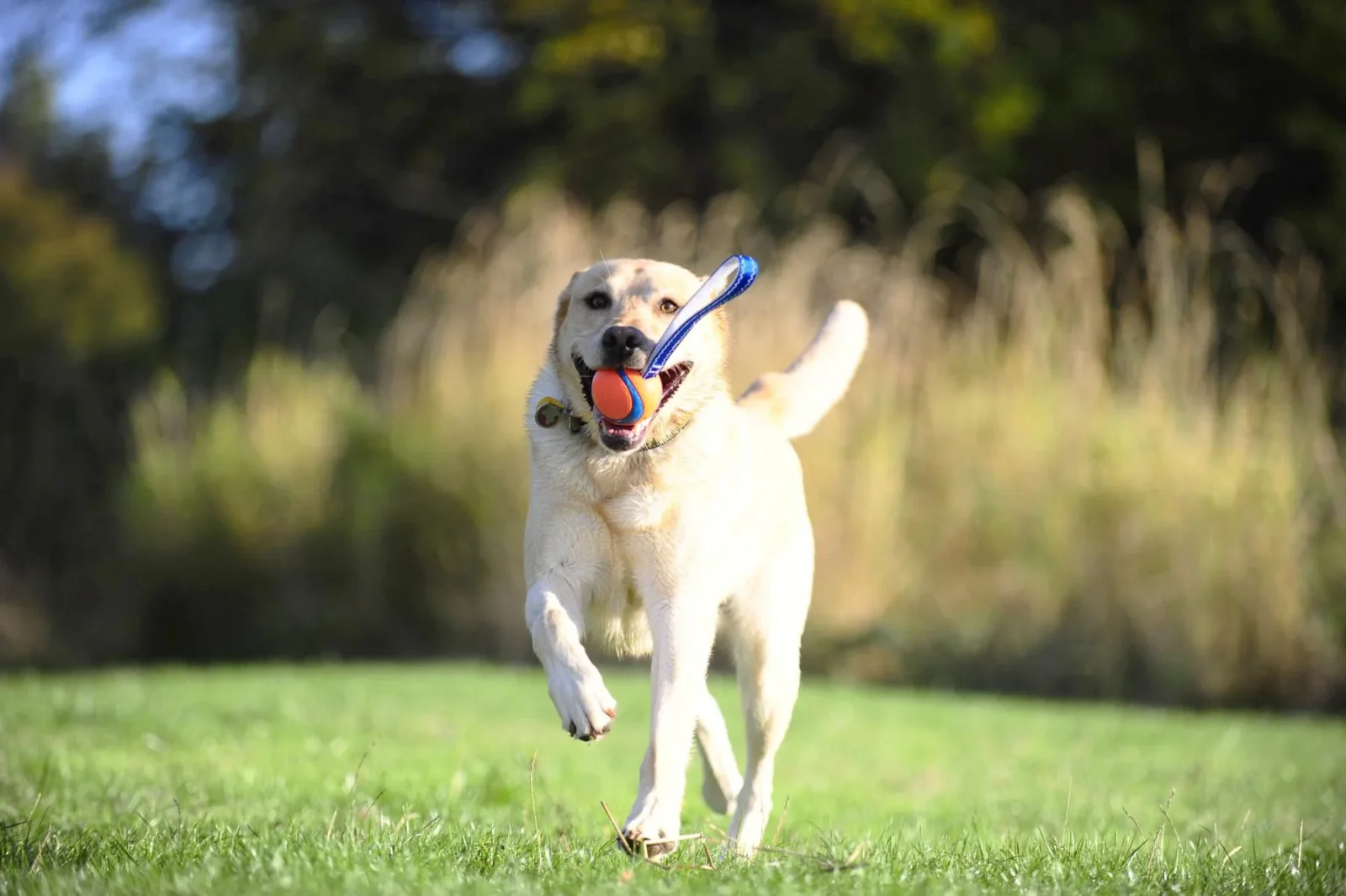 Balle flottante Ultra Tug chien - Image 2