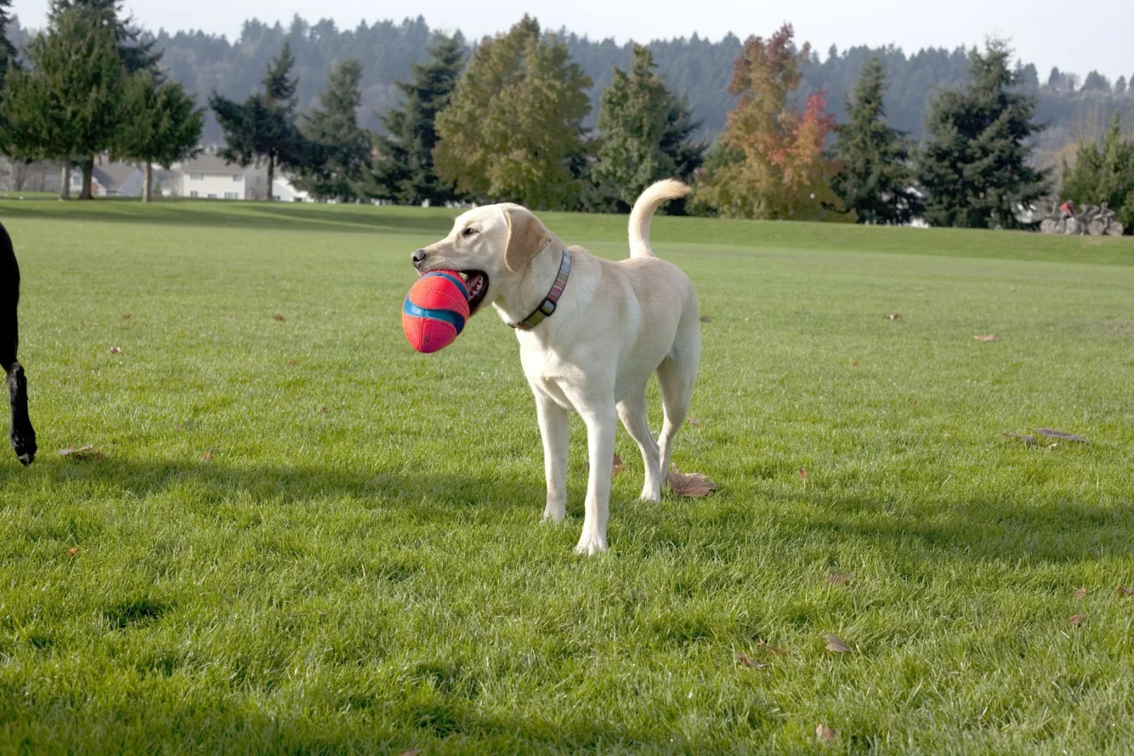 Ballon Fumble Fetch - Image 2