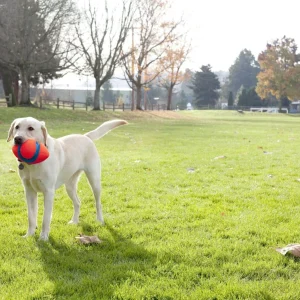 Ballon Fumble Fetch