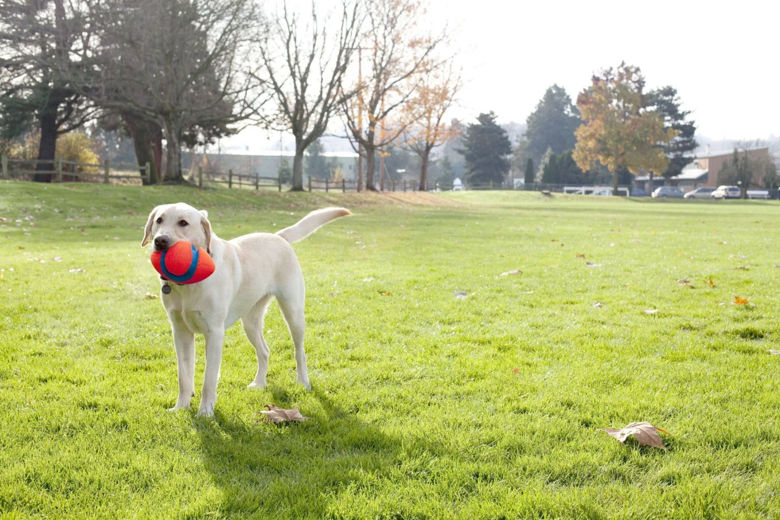 Ballon Fumble Fetch