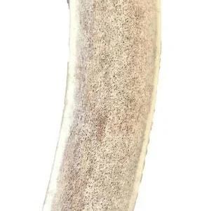 Bois de cerf coupé taille L
