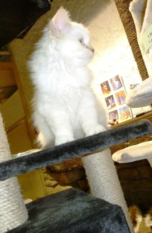 BRITISH LONG AIR HIGHLAND STRAIGHT – Les Animaux de Compagnie
