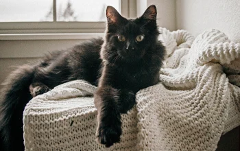 Bronchite chronique chez le chien et le chat