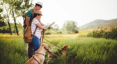 Camper avec votre chien : le guide ultime pour des vacances réussies