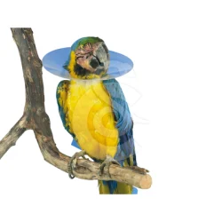 Carcan pour oiseau UU