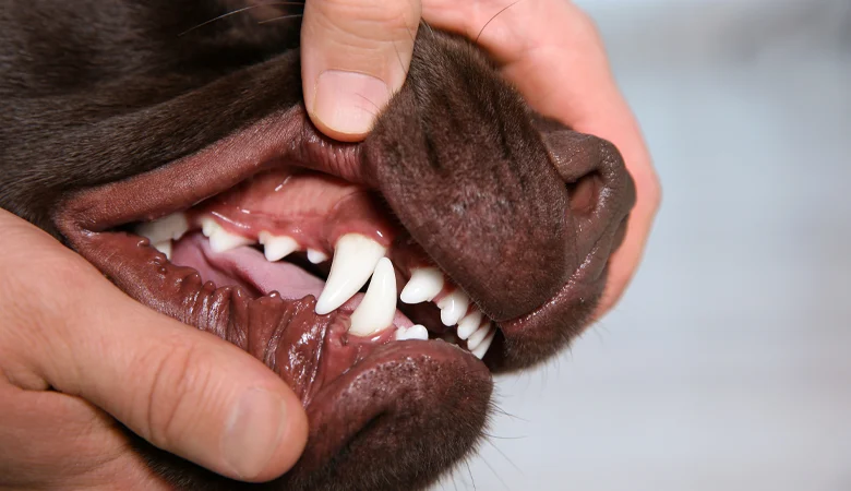 Le soin dentaire est très important même chez nos chiens. Notre article vous explique les problèmes bucco-dentaires qui peuvent apparaître.