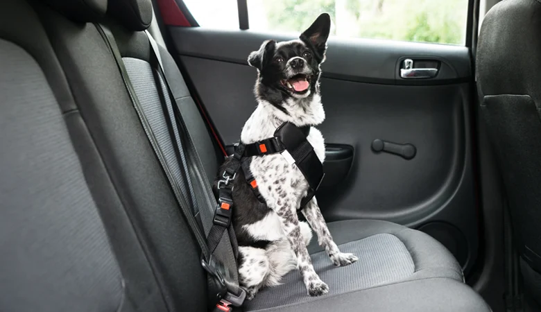 Ceinture de sécurité obligatoire pour les chiens en Allemagne