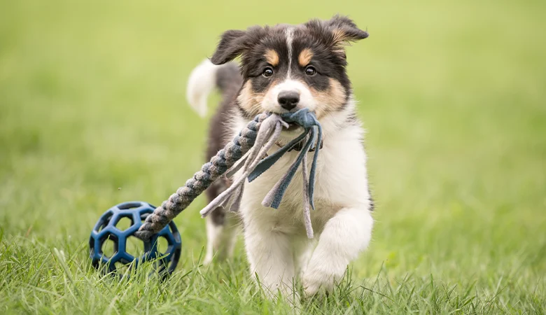 Changement de dents chez le chiot : tout ce que vous devez savoir