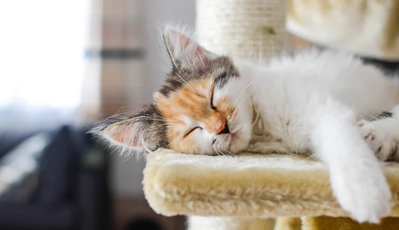 Chats et couchages chauds : profiter de la chaleur en toute sécurité