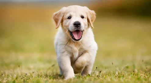 Checklist : de quoi avez-vous besoin pour accueillir un chiot ?