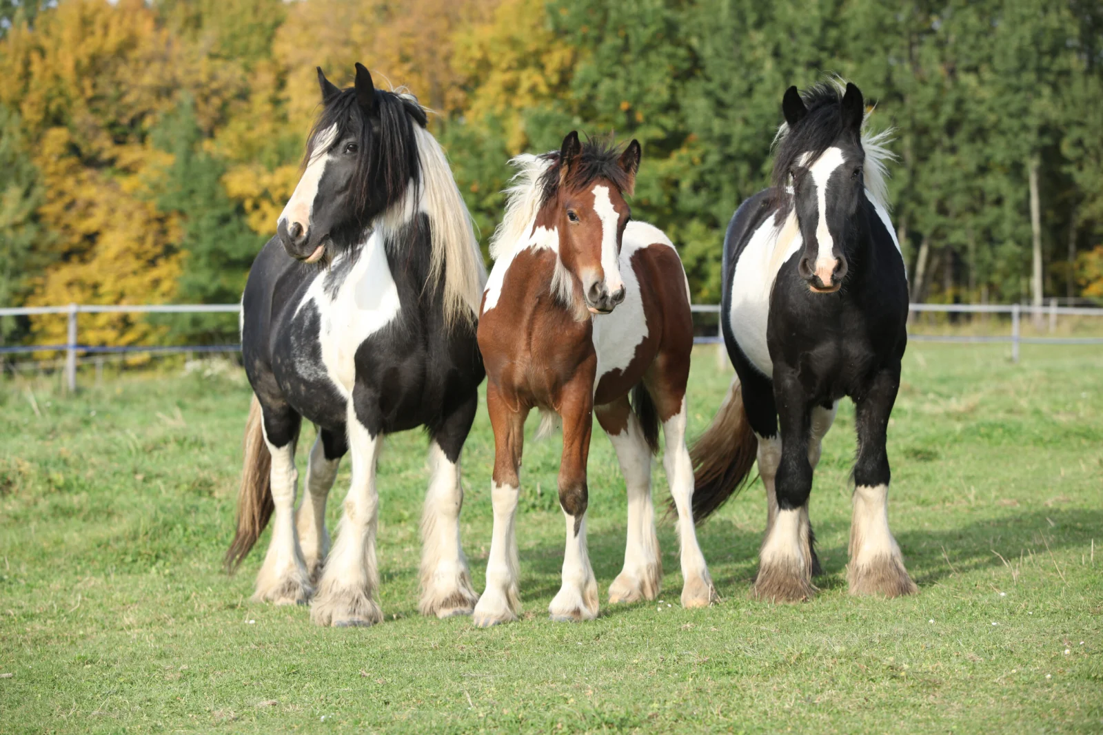 Chevaux de trait, chevaux de sang chaud et pur-sang : quelle est la différence ?