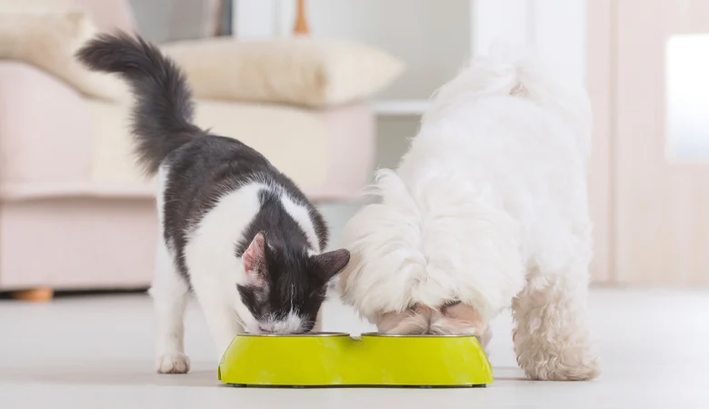 Chez les hommes comme chez les animaux, l’alimentation a un impact direct sur la santé et sur la prévention des maladies.